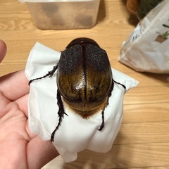 ヘラクレスリッキー（163mmとペアリングも可）の画像