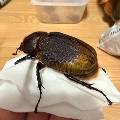 ヘラクレスリッキー（163mmとペアリングも可）の画像