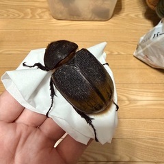 ヘラクレスリッキー（163mmとペアリングも可）の画像