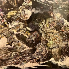 【12/14まで】【美品】池田学　誕生（Rebirth）」額縁付きの画像