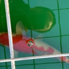 錦鯉コインの画像