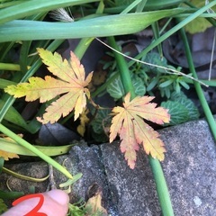 紅葉、もみじ、モミジ、10㎝くらいの画像
