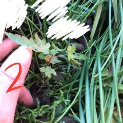 紅葉、もみじ、モミジ、10㎝くらいの画像