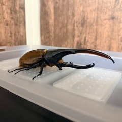 ヘラクレスリッキー（163mmとペアリングも可）の画像