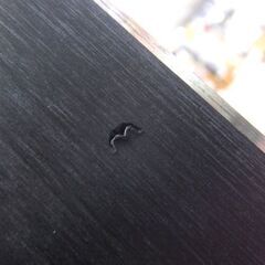 XERES 152cm カービングスキー CROSS CARVE X9 ブルー系 ビンディング付きスキー セレス ☆ 札幌市 北区 屯田 の画像