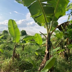 島バナナ　苗　大小サイズあり の画像