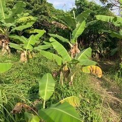 島バナナ　苗　大小サイズあり の画像