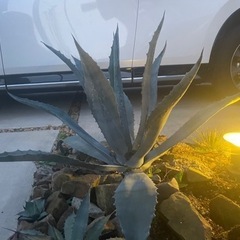 ドライガーデン　アガベの画像