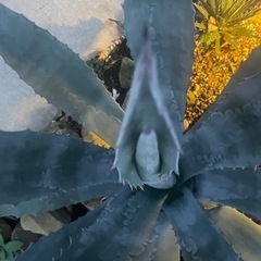 ドライガーデン　アガベの画像