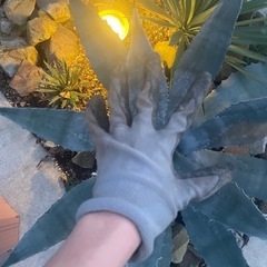 ドライガーデン　アガベの画像