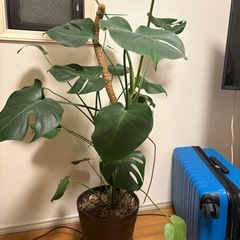 観葉植物 モンステラの画像