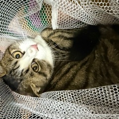 3.4ヶ月ぐらいの子です！よろしくお願いします◡̈⃝︎