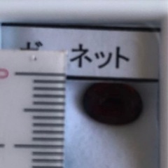 🌺淡水パール&ガーネット宝石ルース🌺の画像