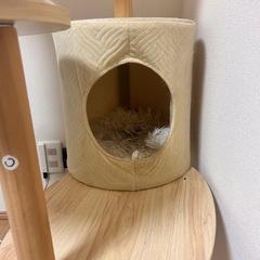 キャットタワーの画像
