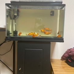 水槽gex 60の画像