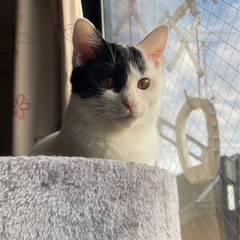 白黒仔猫　11/29 犬猫クリニックこのはな譲渡会開催