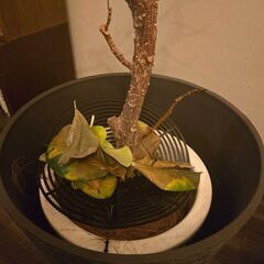 枯れた観葉植物+植木鉢の画像