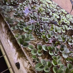 アマゾンフロッグピッドの画像