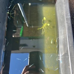 メダカ　ヒレナガミユキ5匹500円の画像