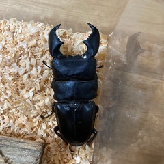 スマトラオオヒラタクワガタの画像