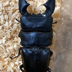 スマトラオオヒラタクワガタの画像