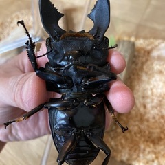 スマトラオオヒラタクワガタの画像