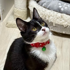 子猫姉妹！つぶあんちゃん！