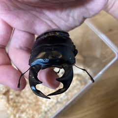 アンタエウスオオクワガタの画像