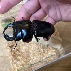 アンタエウスオオクワガタの画像