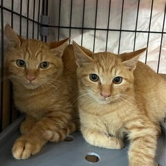 そっくりのチャトラ兄弟仲良しさん