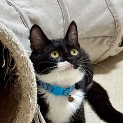 子猫姉妹！こしあんちゃん！