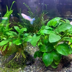 アヌビアスナナ付き溶岩石
の画像