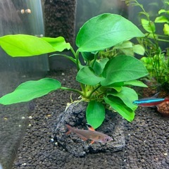 アヌビアスナナ付き溶岩石
の画像