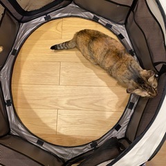 ペットサークル折りたたみ
の画像