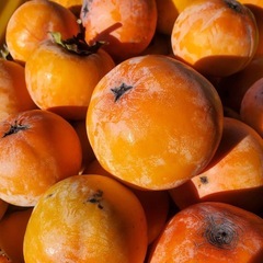 岐阜県産★禅師丸柿10キロ★産地直送★採れたて★渋柿の画像