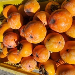 岐阜県産★禅師丸柿10キロ★産地直送★採れたて★渋柿の画像