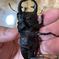 グランディスオオクワガタの画像