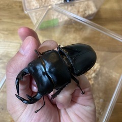 グランディスオオクワガタの画像