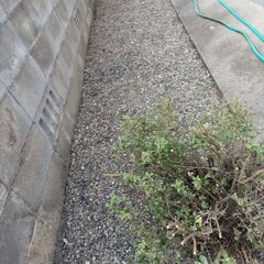 砕石貰って下さいの画像