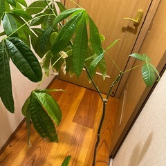 パキラ145cmの画像