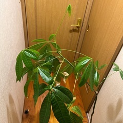 パキラ145cmの画像