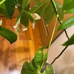 パキラ145cmの画像