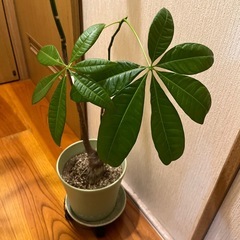 パキラ145cmの画像