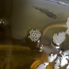 迦羅求羅　トリオ3匹　オス1 メス2 うります売ります　卵持ってますーの画像