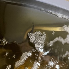 迦羅求羅　トリオ3匹　オス1 メス2 うります売ります　卵持ってますーの画像