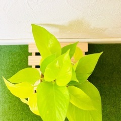 ポトス　ライム　観葉植物　鉢植え　そのまま飾れる　無機質の土の画像