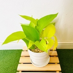 ポトス　ライム　観葉植物　鉢植え　そのまま飾れる　無機質の土の画像
