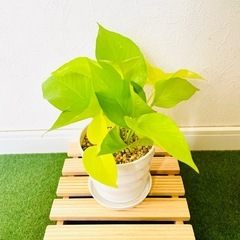 ポトス　ライム　観葉植物　鉢植え　そのまま飾れる　無機質の土の画像