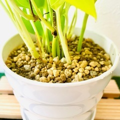 ポトス　ライム　観葉植物　鉢植え　そのまま飾れる　無機質の土の画像
