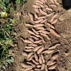 ⑦🍠安納芋🍠サツマイモ🍠3kg🍠焼き芋🍠の画像